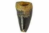 Fossil Mosasaur Tooth - North Sulfur River, Texas #104346-1